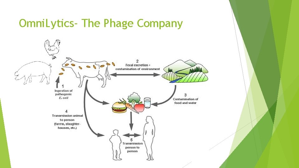 Omni. Lytics- The Phage Company 