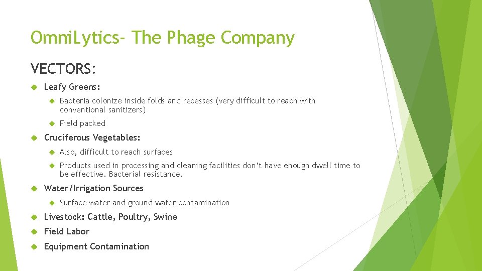 Omni. Lytics- The Phage Company VECTORS: Leafy Greens: Bacteria colonize inside folds and recesses