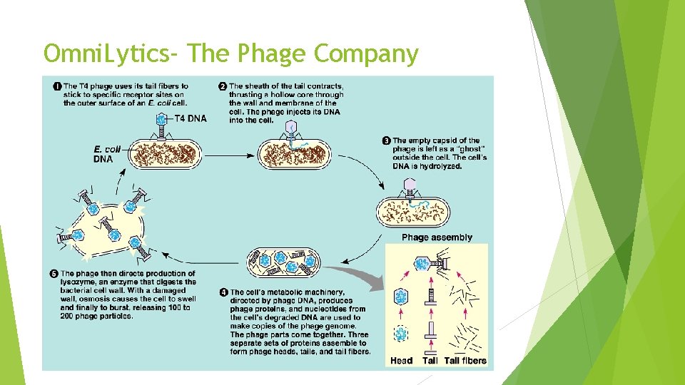 Omni. Lytics- The Phage Company 