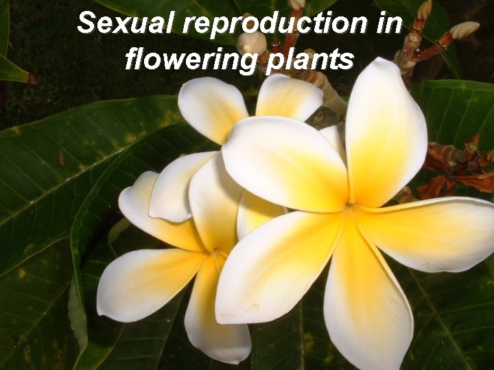 Sexual reproduction in flowering plants 
