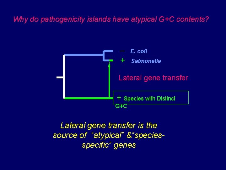 Why do pathogenicity islands have atypical G+C contents? – + E. coli Salmonella Lateral