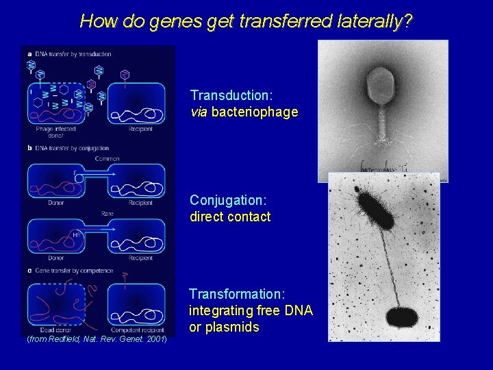 How do genes get transferred laterally? Transduction: via bacteriophage Conjugation: direct contact Transformation: integrating