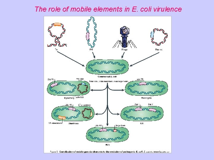The role of mobile elements in E. coli virulence 