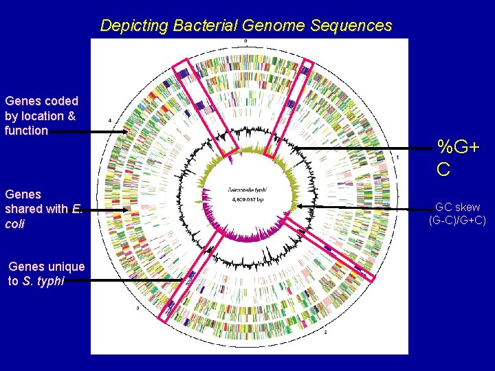 Depicting Bacterial Genome Sequences Genes coded by location & function Genes shared with E.