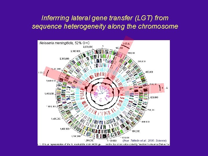 Inferrring lateral gene transfer (LGT) from sequence heterogeneity along the chromosome Neisseria meningitidis, 52%