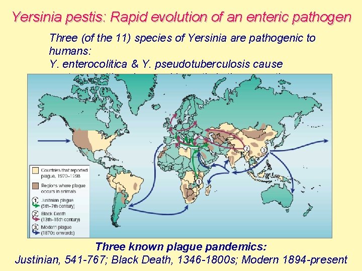 Yersinia pestis: Rapid evolution of an enteric pathogen Three (of the 11) species of