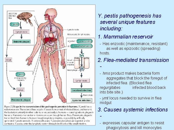Y. pestis pathogenesis has several unique features including: 1. Mammalian reservoir - Has enzootic