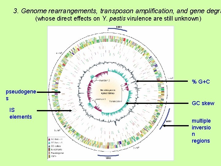 3. Genome rearrangements, transposon amplification, and gene degra (whose direct effects on Y. pestis