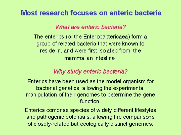 Most research focuses on enteric bacteria What are enteric bacteria? The enterics (or the