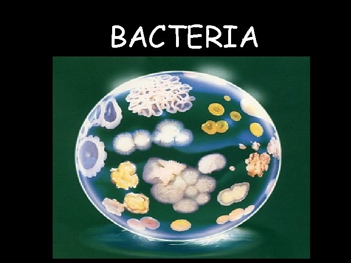 BACTERIA 