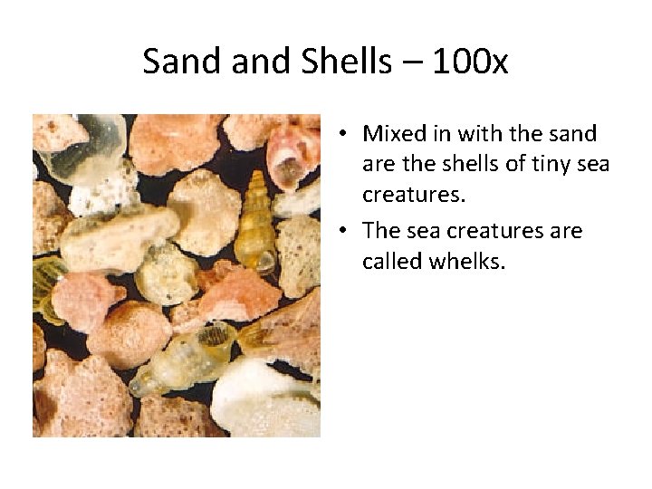 Sand Shells – 100 x • Mixed in with the sand are the shells