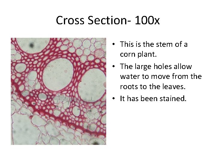 Cross Section- 100 x • This is the stem of a corn plant. •