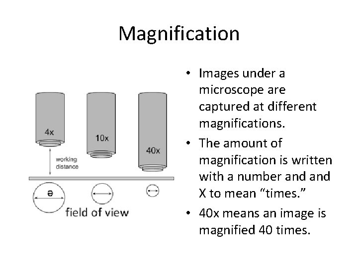 Magnification • Images under a microscope are captured at different magnifications. • The amount