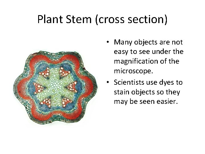 Plant Stem (cross section) • Many objects are not easy to see under the
