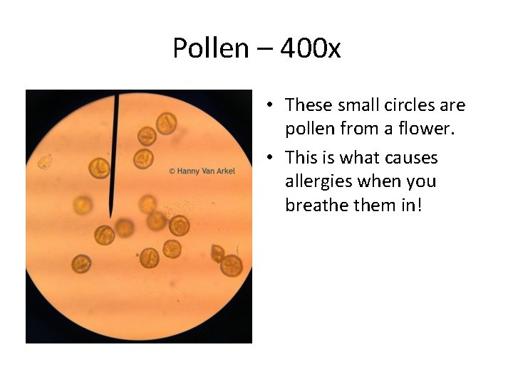 Pollen – 400 x • These small circles are pollen from a flower. •