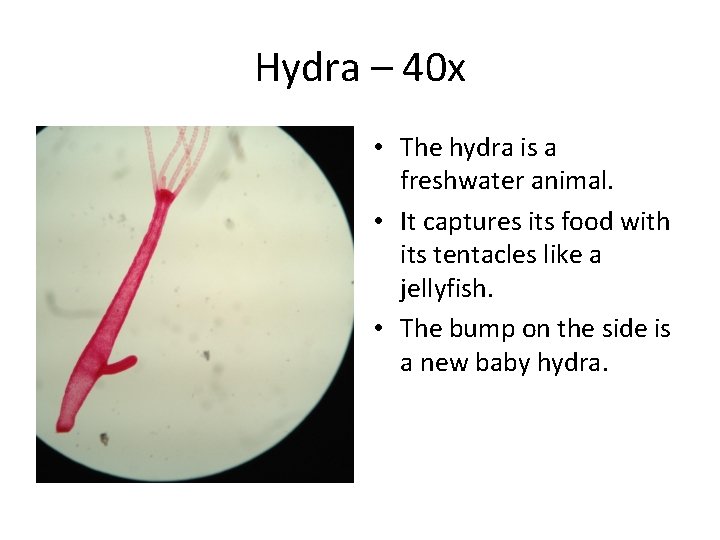 Hydra – 40 x • The hydra is a freshwater animal. • It captures