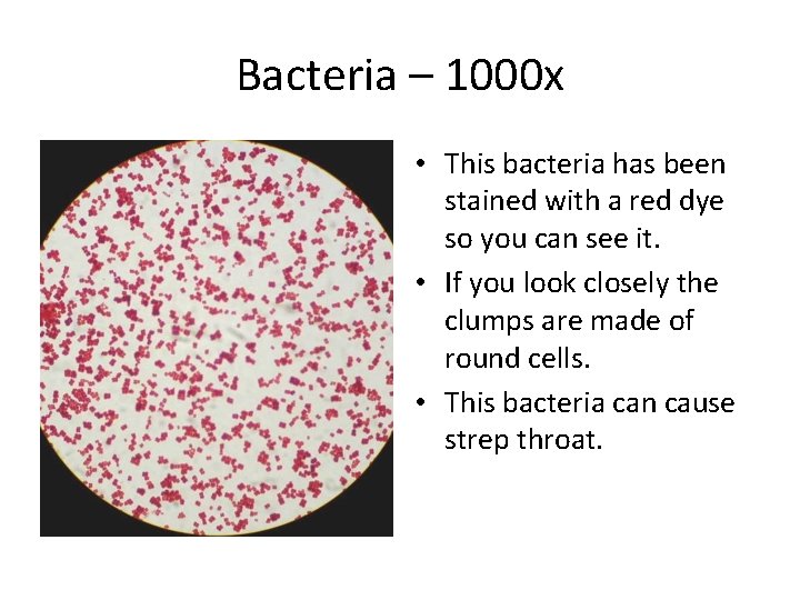 Bacteria – 1000 x • This bacteria has been stained with a red dye