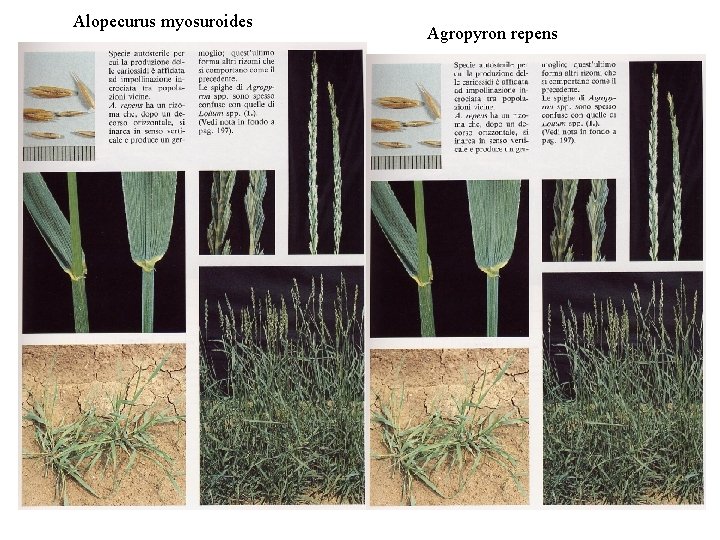 Alopecurus myosuroides Agropyron repens 