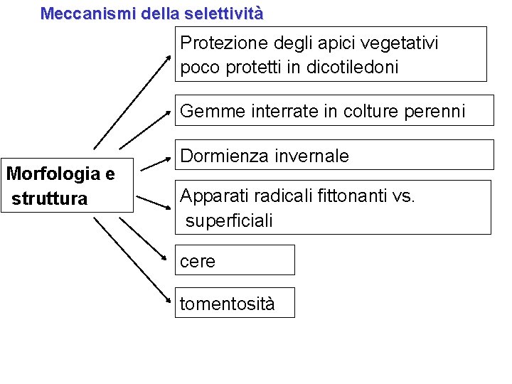 Meccanismi della selettività Protezione degli apici vegetativi poco protetti in dicotiledoni Gemme interrate in