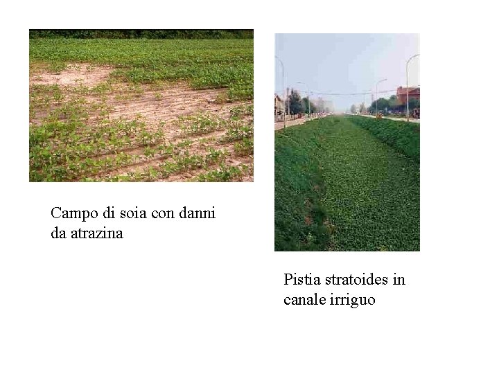 Campo di soia con danni da atrazina Pistia stratoides in canale irriguo 