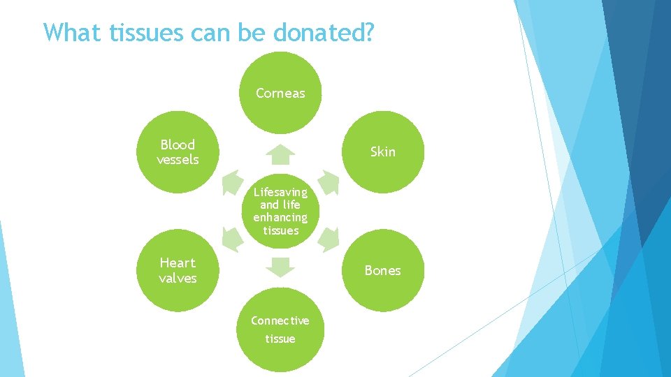 What tissues can be donated? Corneas Blood vessels Skin Lifesaving and life enhancing tissues