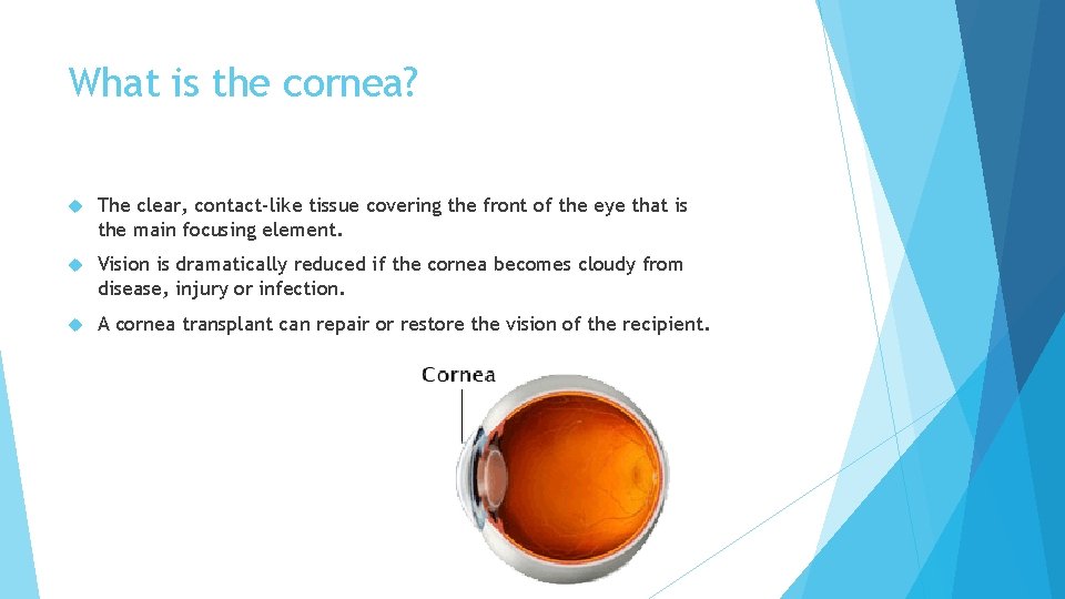 What is the cornea? The clear, contact-like tissue covering the front of the eye