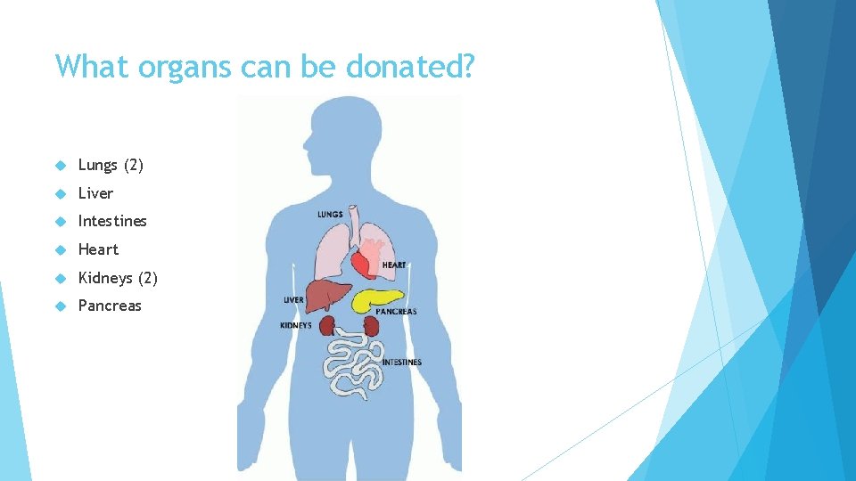 What organs can be donated? Lungs (2) Liver Intestines Heart Kidneys (2) Pancreas 