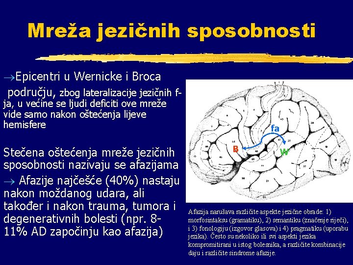Mreža jezičnih sposobnosti ®Epicentri u Wernicke i Broca području, zbog lateralizacije jezičnih fja, u