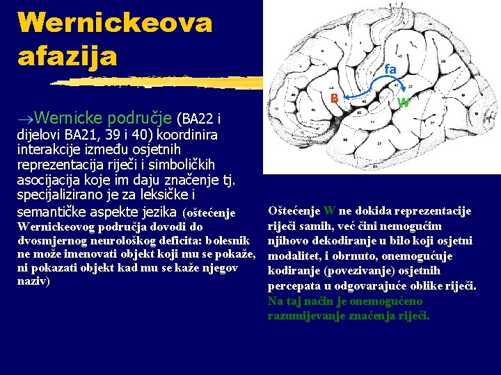 Wernickeova afazija fa B ®Wernicke područje (BA 22 i dijelovi BA 21, 39 i