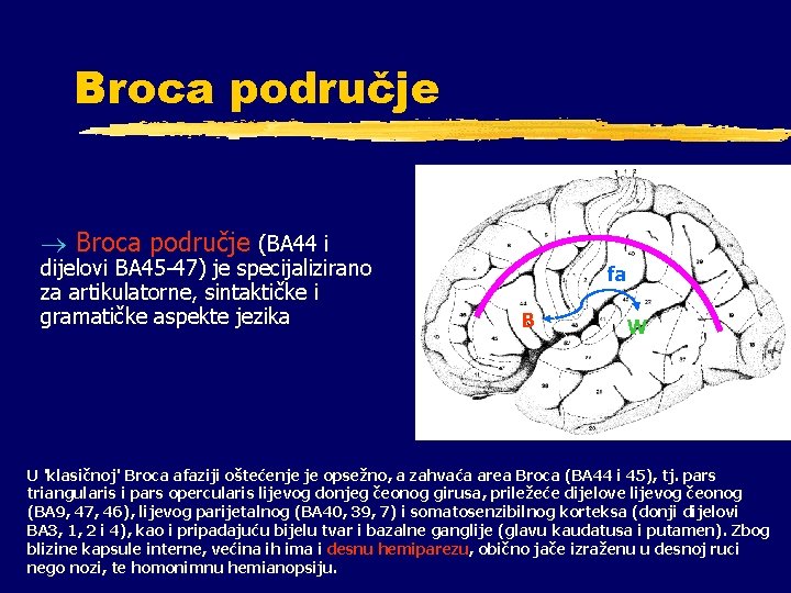 Broca područje ® Broca područje (BA 44 i dijelovi BA 45 -47) je specijalizirano