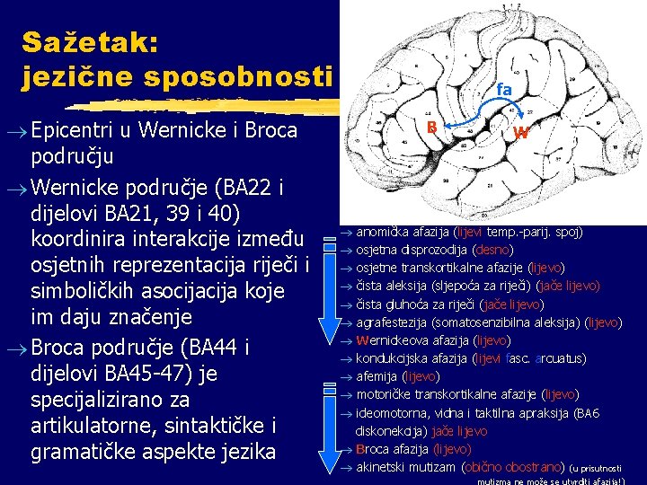 Sažetak: jezične sposobnosti ® Epicentri u Wernicke i Broca području ® Wernicke područje (BA