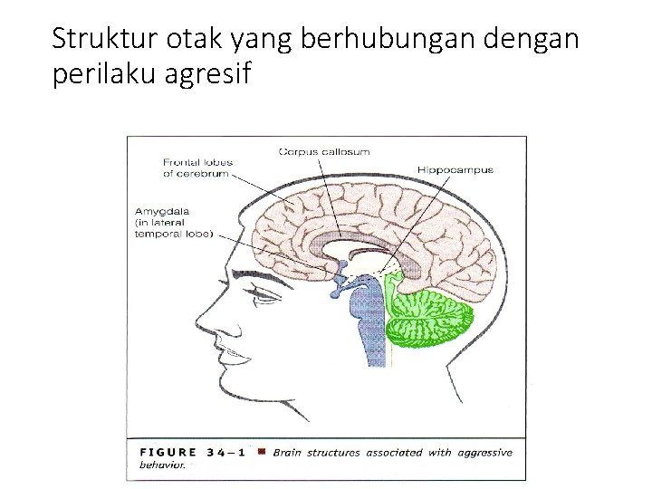 Struktur otak yang berhubungan dengan perilaku agresif 