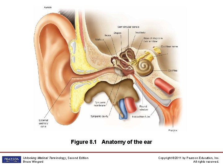 Figure 8. 1 Anatomy of the ear Unlocking Medical Terminology, Second Edition Bruce Wingerd