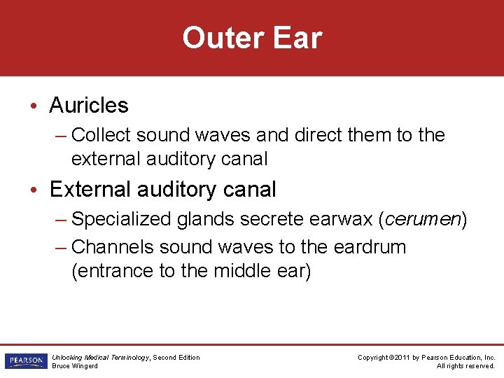 Outer Ear • Auricles – Collect sound waves and direct them to the external