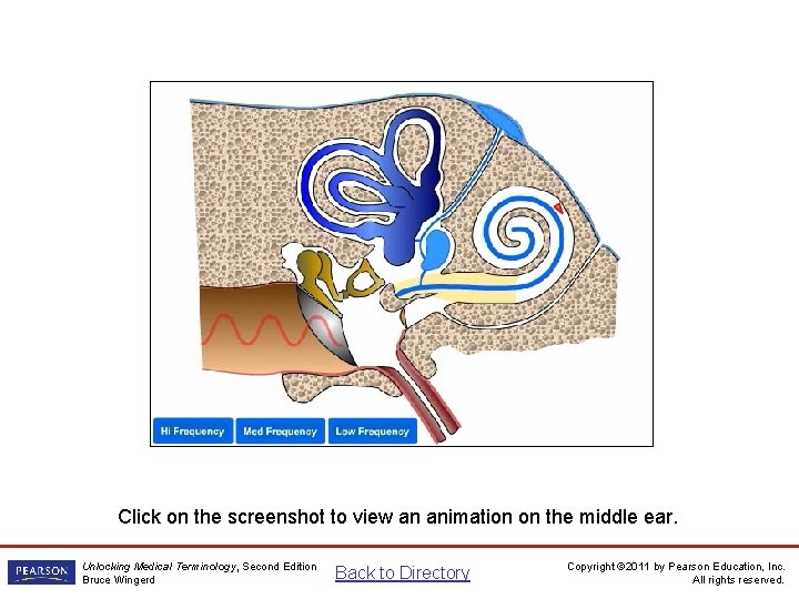 Middle Ear Animation Click on the screenshot to view an animation on the middle