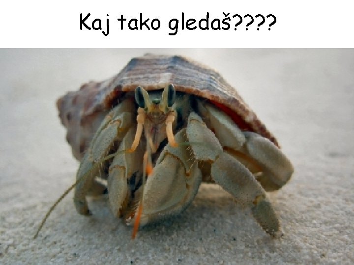 Kaj tako gledaš? ? 