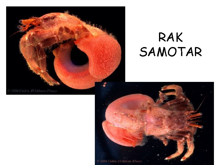 RAK SAMOTAR 