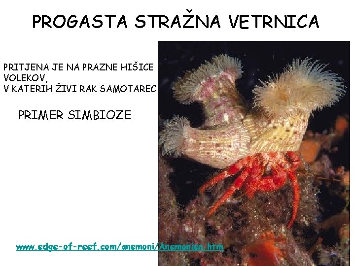 PROGASTA STRAŽNA VETRNICA PRITJENA JE NA PRAZNE HIŠICE VOLEKOV, V KATERIH ŽIVI RAK SAMOTAREC