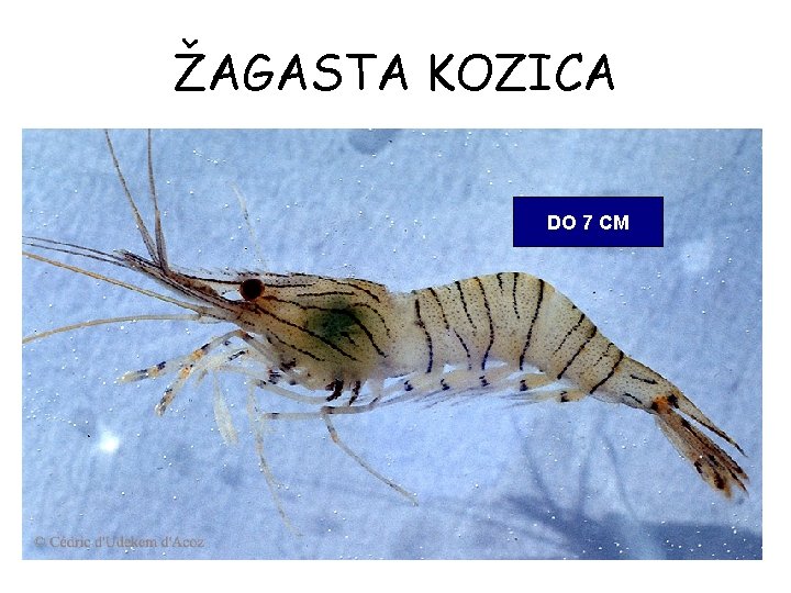 ŽAGASTA KOZICA DO 7 CM 