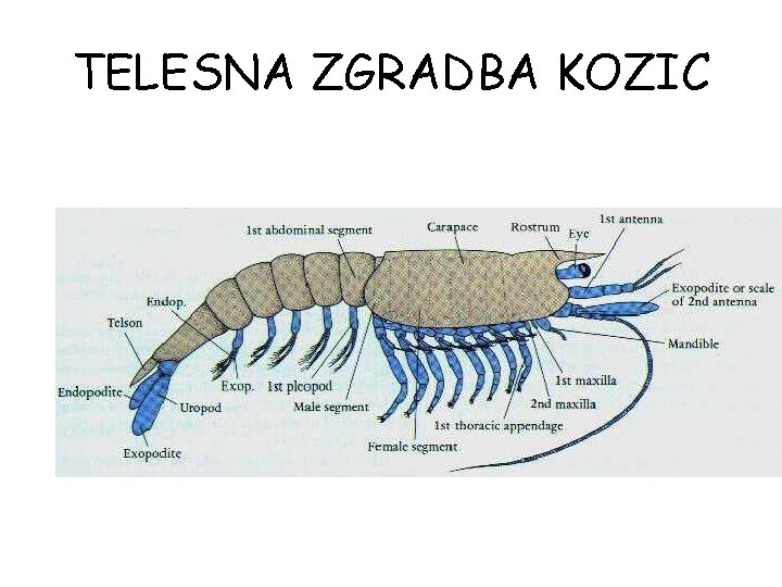 TELESNA ZGRADBA KOZIC 
