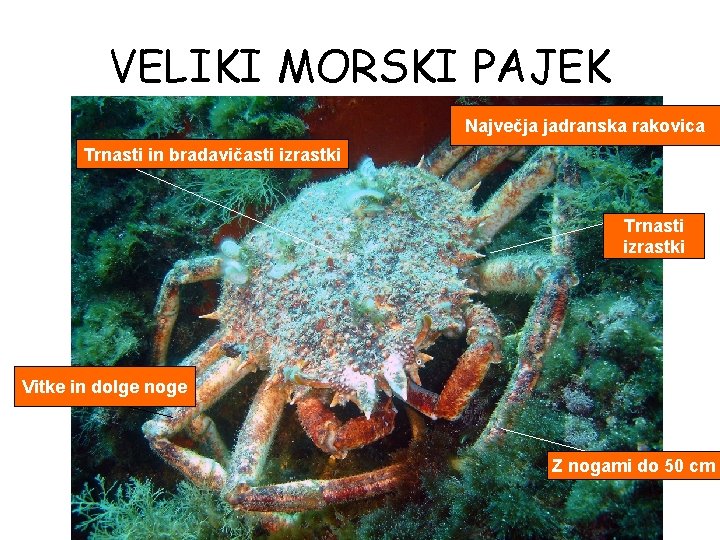 VELIKI MORSKI PAJEK Največja jadranska rakovica Trnasti in bradavičasti izrastki Trnasti izrastki Vitke in