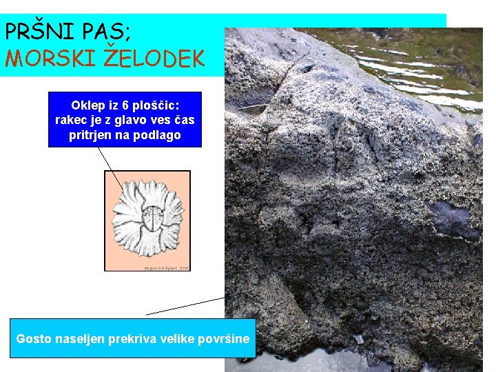 PRŠNI PAS; MORSKI ŽELODEK Oklep iz 6 ploščic: rakec je z glavo ves čas