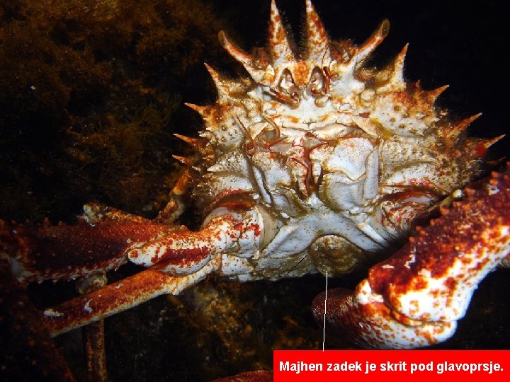 Majhen zadek je skrit pod glavoprsje. 