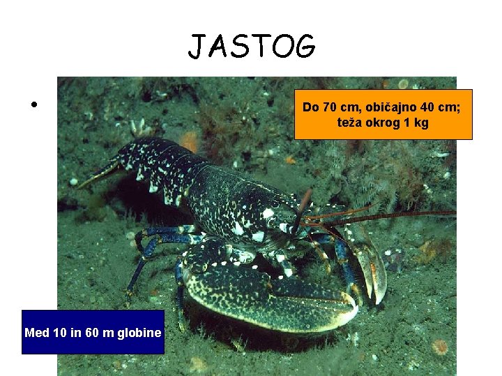 JASTOG • Med 10 in 60 m globine Do 70 cm, običajno 40 cm;