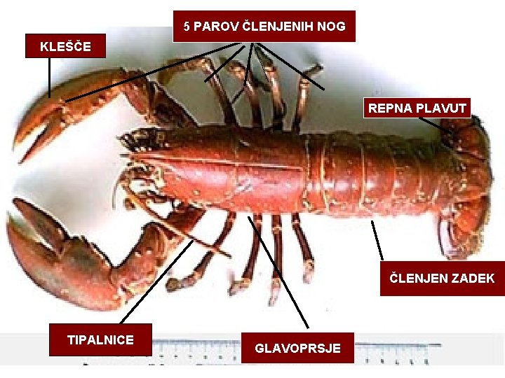 5 PAROV ČLENJENIH NOG KLEŠČE REPNA PLAVUT ČLENJENZADEK ČLENJEN TIPALNICE GLAVOPRSJE 