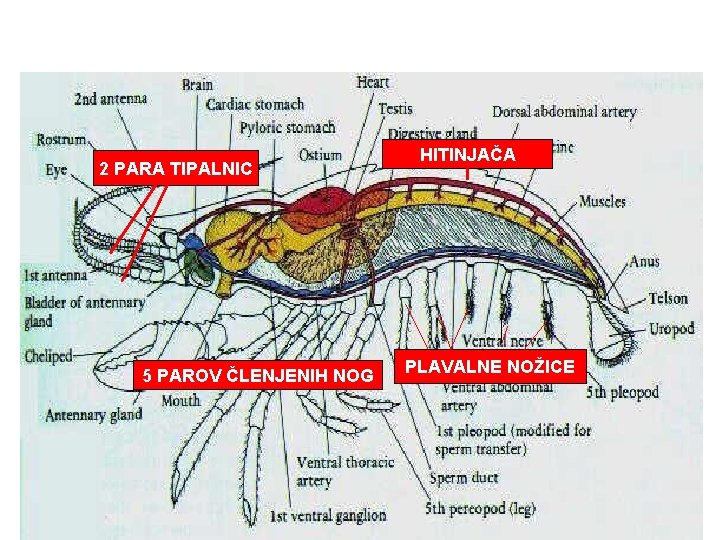 2 PARA TIPALNIC 5 PAROV ČLENJENIH NOG HITINJAČA PLAVALNE NOŽICE 