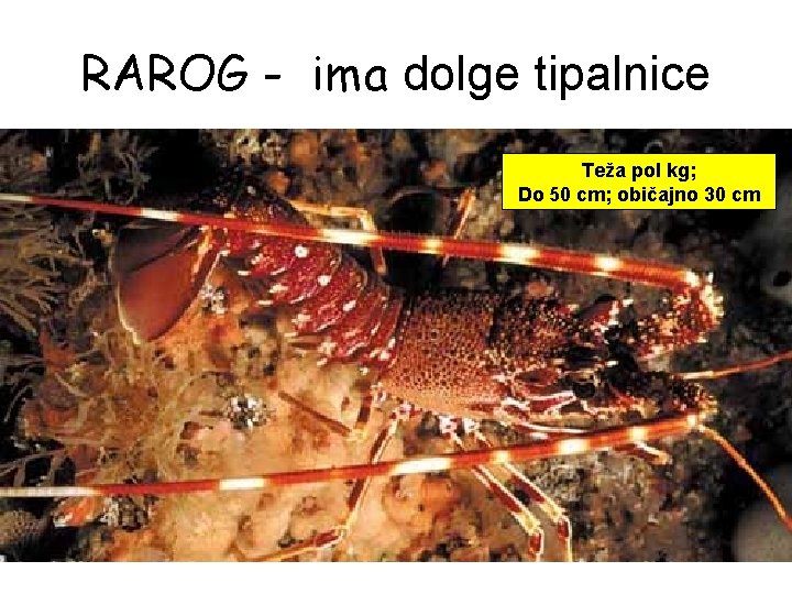 RAROG - ima dolge tipalnice Teža pol kg; Do 50 cm; običajno 30 cm