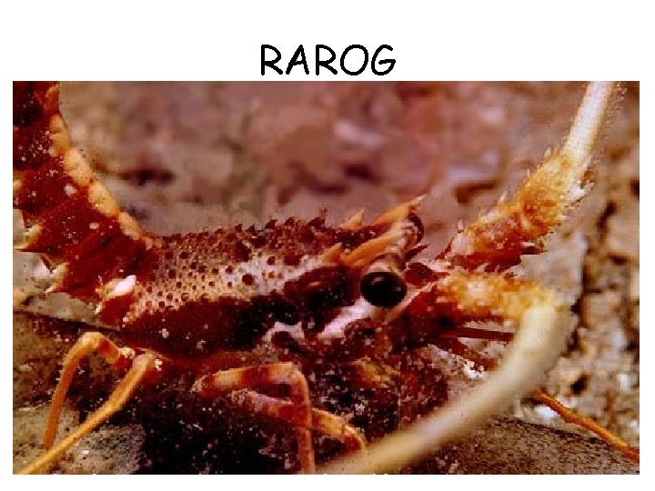RAROG 