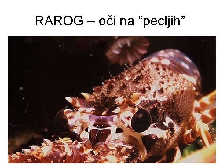RAROG – oči na “pecljih” 