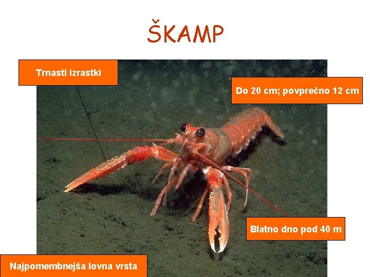 ŠKAMP Trnasti izrastki Do 20 cm; povprečno 12 cm Blatno dno pod 40 m